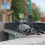 Городские Птицы