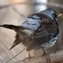 Городские птицы