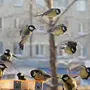 Городские птицы