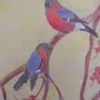 Птицы Башкортостана Рисунок