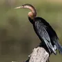 Змеешейка птица