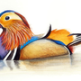 Мандаринка птица рисунок