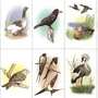 Перелетные птицы картинки