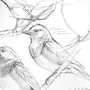 Конструктивный Рисунок Птицы