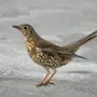 Птица Деряба