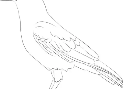 Грач птица рисунок
