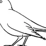 Грач птица рисунок
