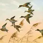 Перелетные Птицы Весной Картинки