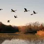 Перелетные Птицы Весной Картинки