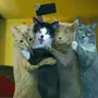 Смешные коты и кошки