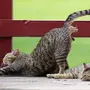 Смешные Коты И Кошки
