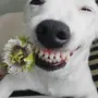 Собака улыбака