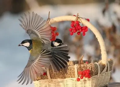 Картинки с добрым утром с птицами зимние