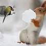 Картинки С Добрым Утром С Птицами Зимние