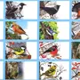 Картинки Птицы Для Детей Распечатать Цветные