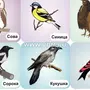 Картинки птицы для детей распечатать цветные
