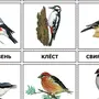 Картинки птицы для детей распечатать цветные