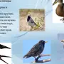 Птицы Прилетели Картинки Для Детей