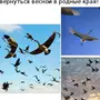 Птицы прилетели картинки для детей
