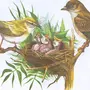 Гнездо птицы картинки для детей