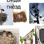 Гнездо птицы картинки для детей