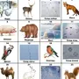 Картинки животных и птиц для детей