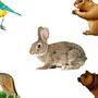 Картинки Животных И Птиц Для Детей