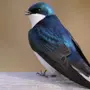 Птица воронок