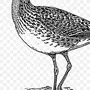 Кроншнеп птица рисунок детский