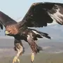 Самая Большая Летающая Птица