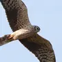 Хищные птицы пермского края с названиями