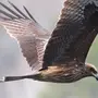 Хищные птицы пермского края с названиями