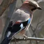 Хищные птицы ульяновской области и названия