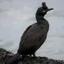 Баклан черноморский птица