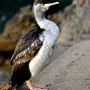 Баклан черноморский птица