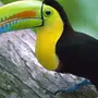 Птица с большим клювом желтым