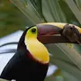 Птица с большим клювом желтым