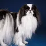 Японский хин собака