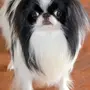 Японский хин собака