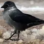 Галка птицы зимой