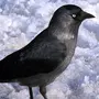Галка Птицы Зимой