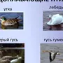 Перелетные птицы самарской области и названия