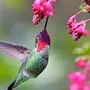 Колибри птица красивые фотографии