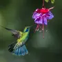 Колибри Птица Красивые Фотографии