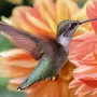 Колибри птица красивые фотографии
