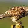 Соколиные птицы виды и названия
