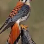 Соколиные птицы виды и названия
