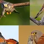 Соколиные Птицы Виды И Названия