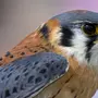 Соколиные Птицы Виды И Названия
