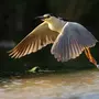 Птица кваква